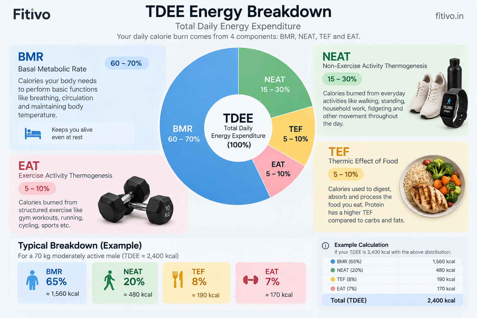 TDEE energy breakdown infographic showing BMR, NEAT, TEF, and EAT components of Total Daily Energy Expenditure with percentage breakdowns